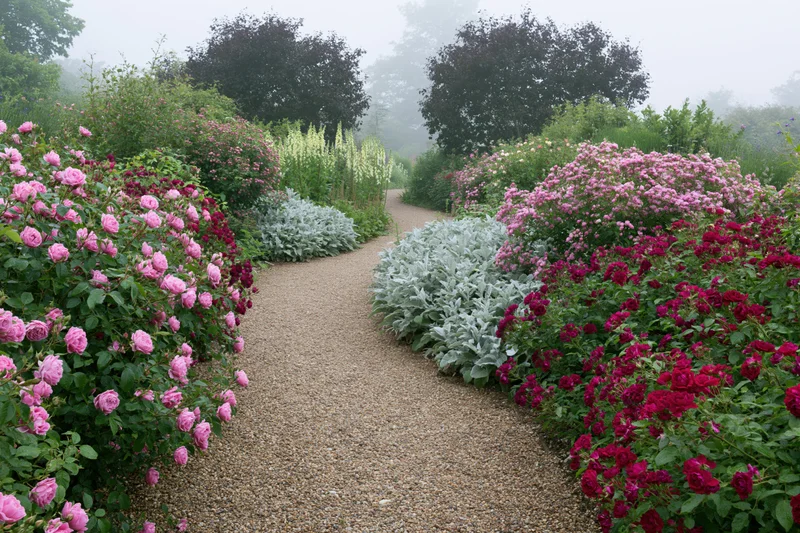 Winding gravel path through densely planted rose bushes and shrubs in a garden
