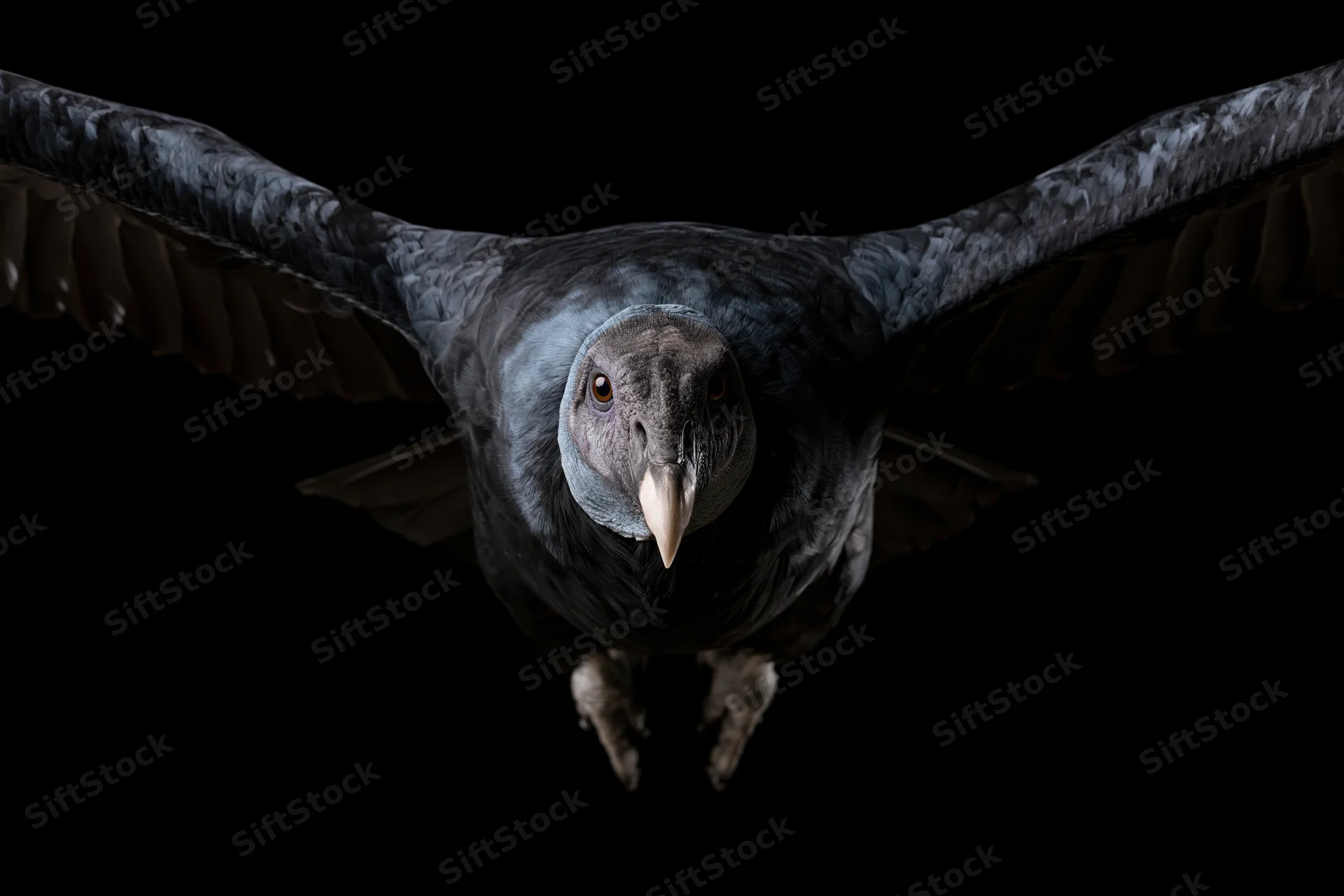 Andean condor flying directly toward camera with wings fully spread against black background
