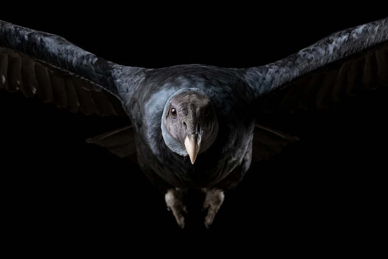 Andean condor flying directly toward camera with wings fully spread against black background