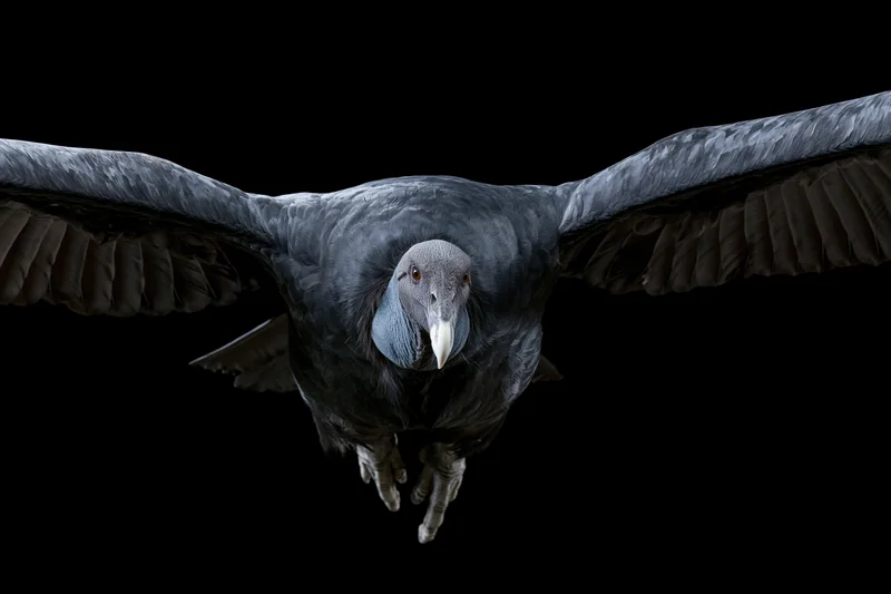 Andean condor flying directly toward camera with wings fully spread against black background