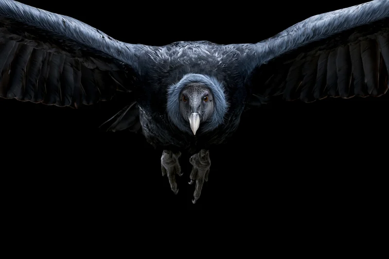 Andean condor flying directly toward camera with wings fully spread against black background
