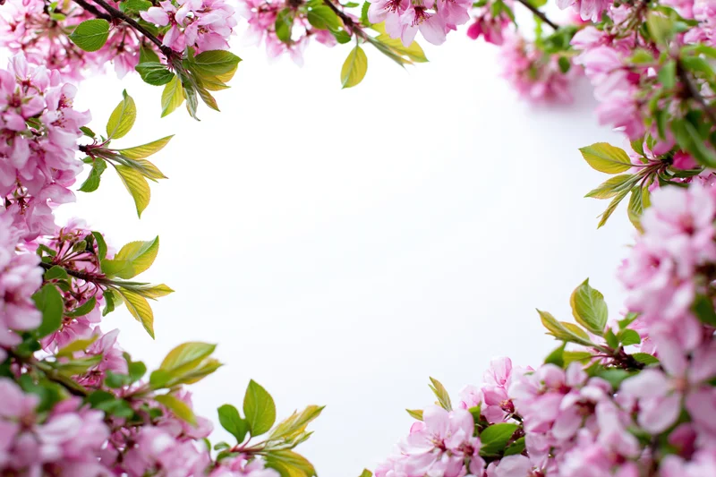 Apple tree branches with pink blossoms and green leaves arranged in a frame against white background