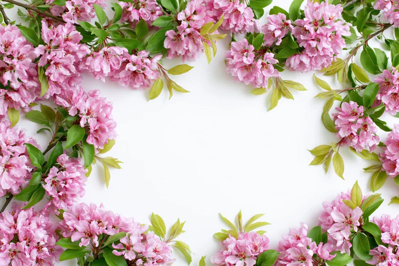 Apple tree branches with pink blossoms and green leaves arranged in a frame on white background
