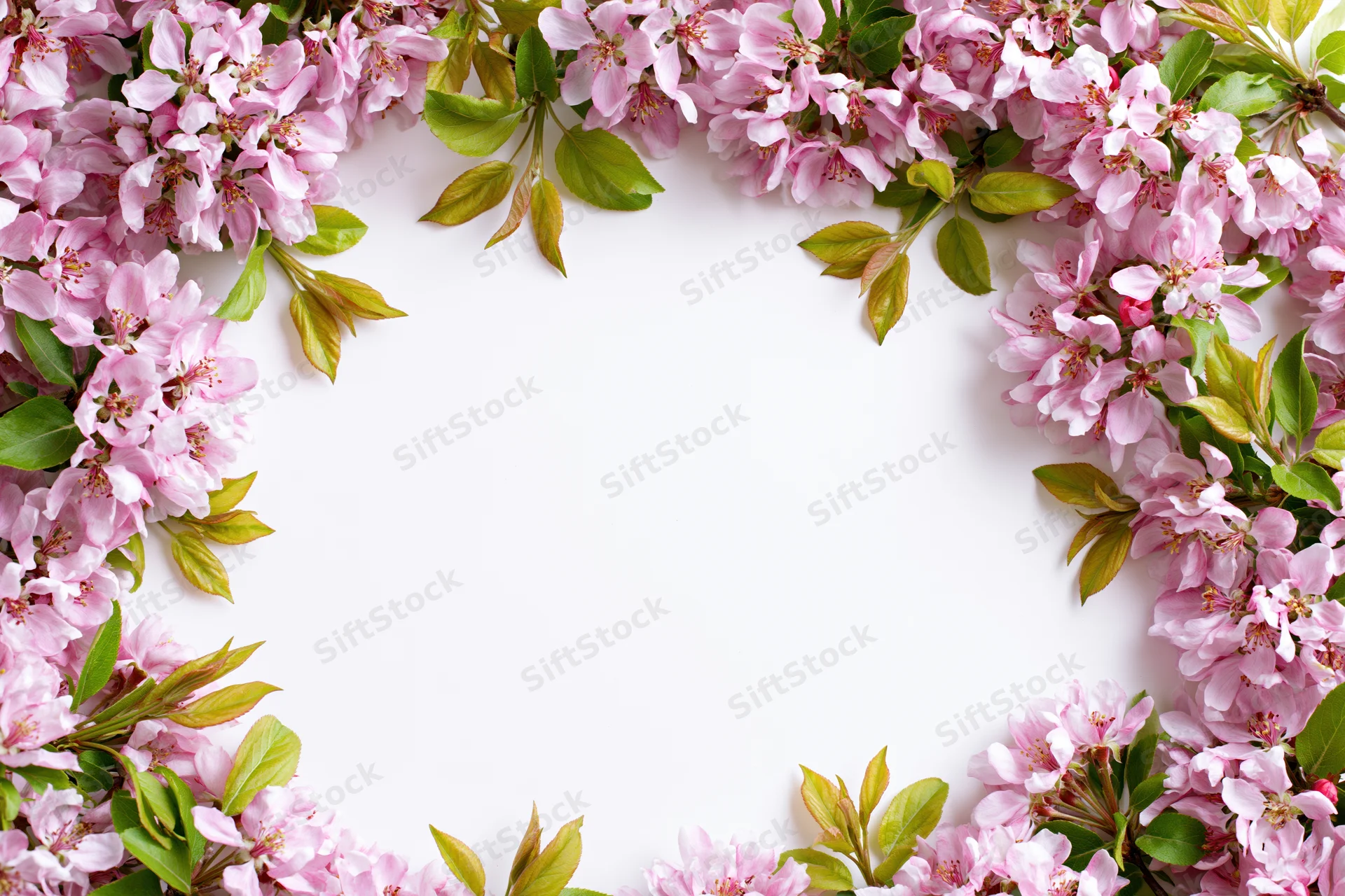 Apple tree branches with pink blossoms and green leaves arranged in a frame on white background