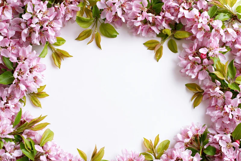 Apple tree branches with pink blossoms and green leaves arranged in a frame on white background