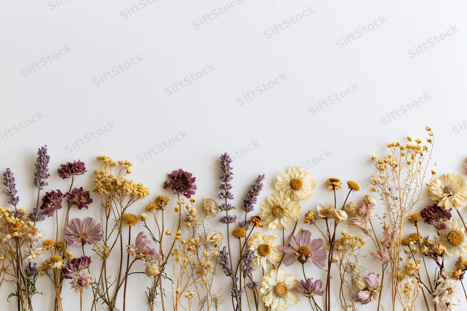 Assorted dried and pressed wildflowers arranged in a loose border along the bottom of a white surface with copyspace above