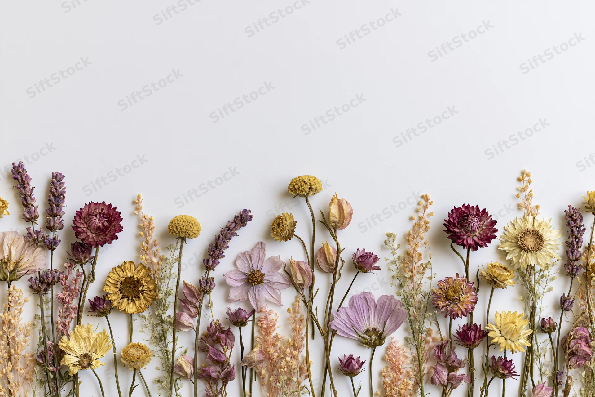 Assorted dried and pressed wildflowers arranged in a loose border along the bottom of a white background