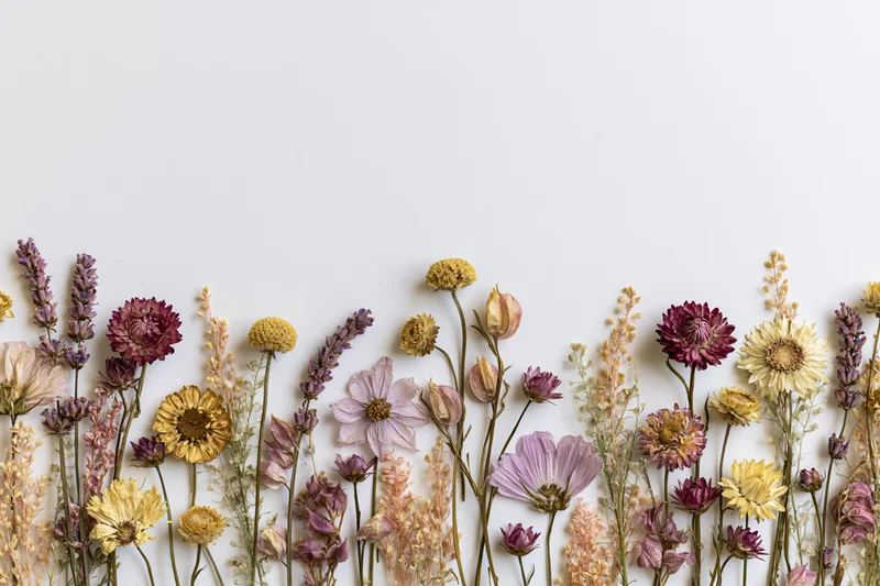 Assorted dried and pressed wildflowers arranged in a loose border along the bottom of a white background