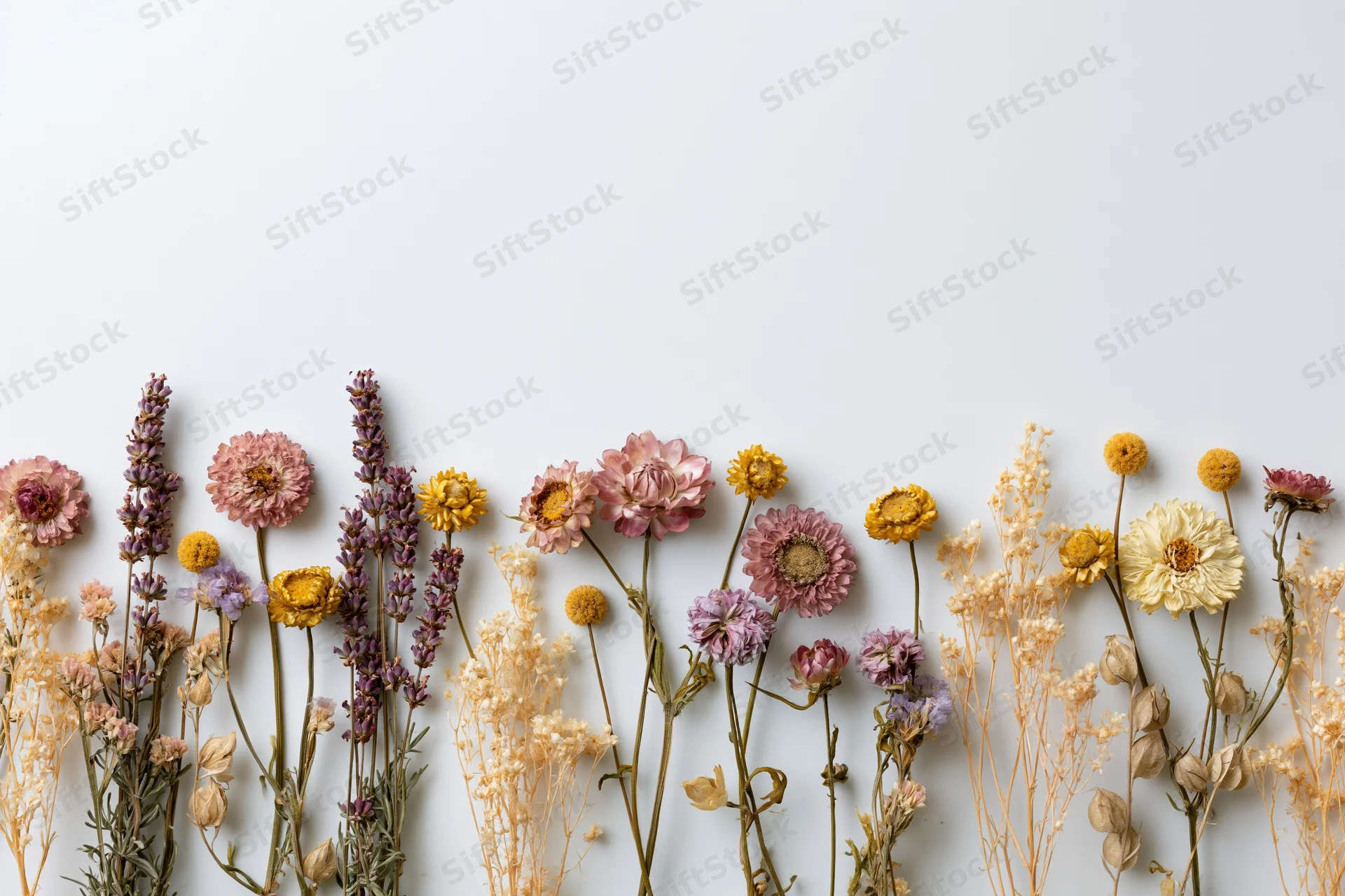 Assorted dried and pressed wildflowers arranged in a loose border along the bottom of a white background