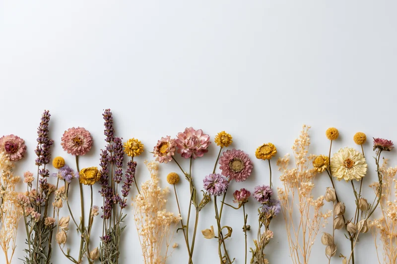 Assorted dried and pressed wildflowers arranged in a loose border along the bottom of a white background