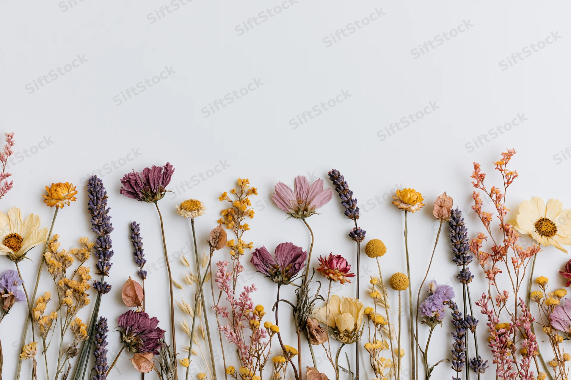 Assorted dried and pressed wildflowers arranged in a loose border along the bottom of a white surface