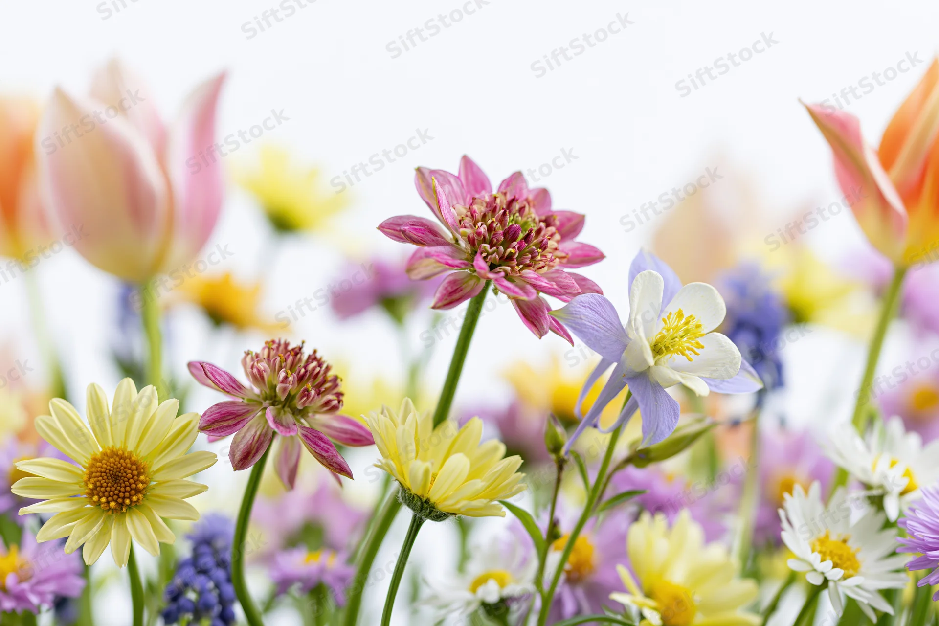Assorted spring wildflowers clustered along the bottom edge with soft focus background