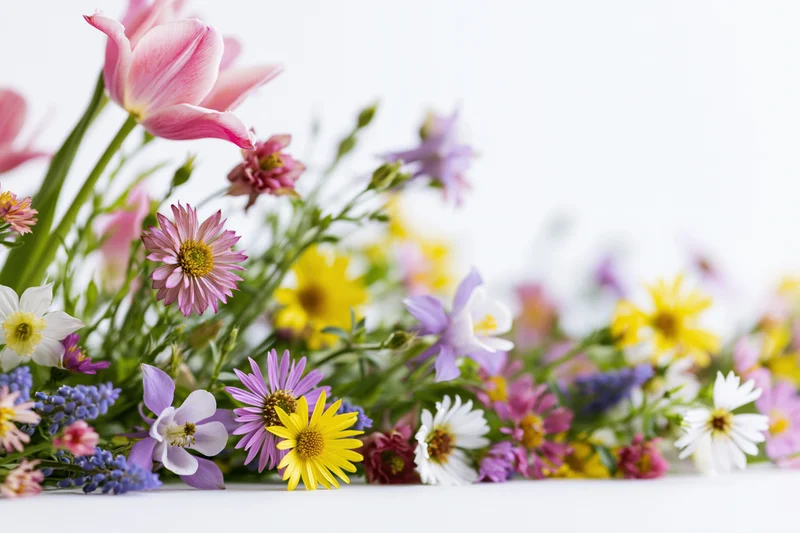 Assorted spring wildflowers clustered along the bottom edge on a white background