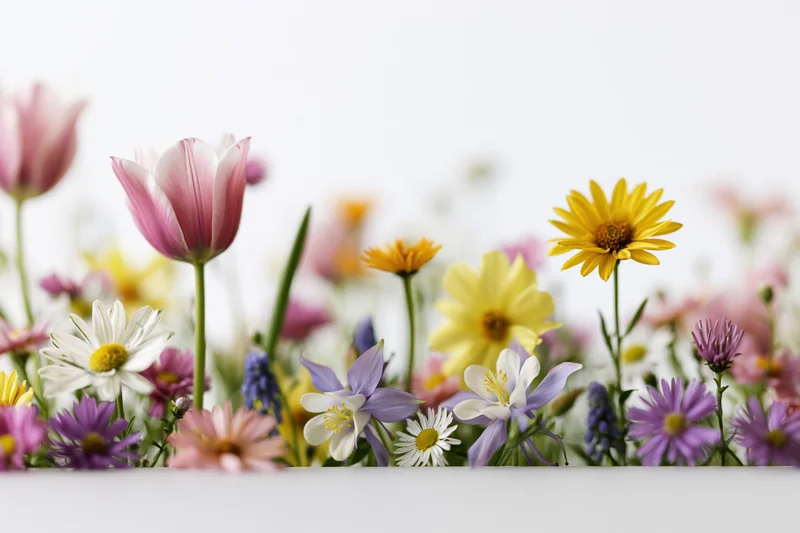 Assorted spring wildflowers clustered along the bottom edge of a white surface