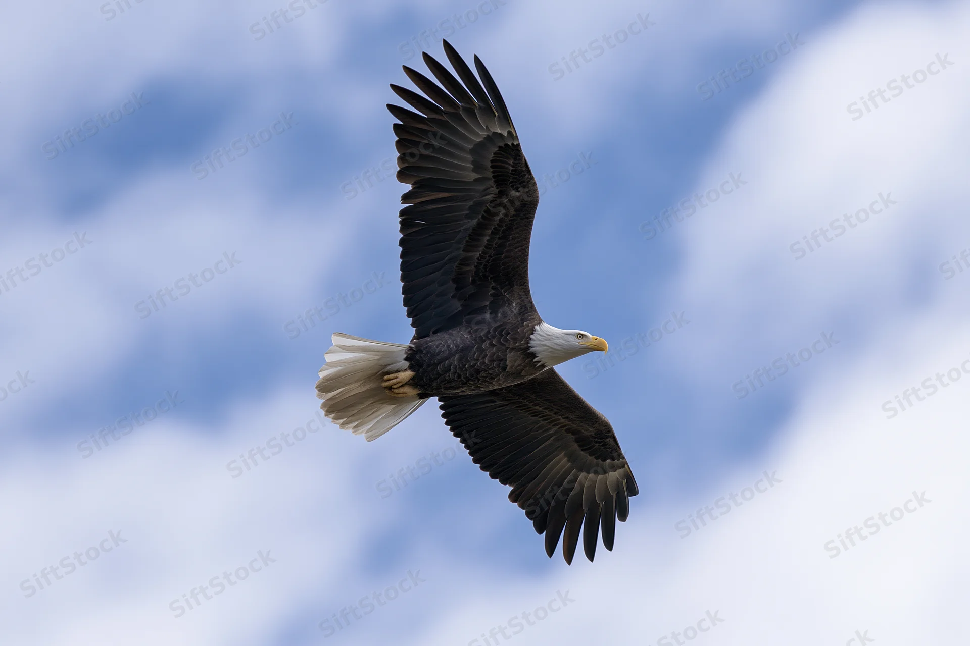 Bald eagle soaring with wings fully extended against a cloudy sky