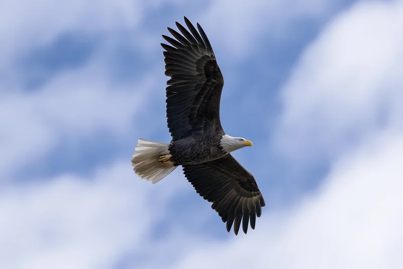 Bald eagle soaring with wings fully extended against a cloudy sky