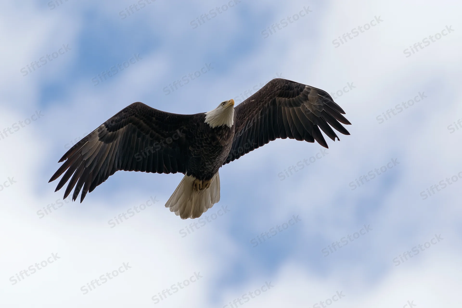 Bald eagle soaring in flight with wings fully extended against a cloudy sky