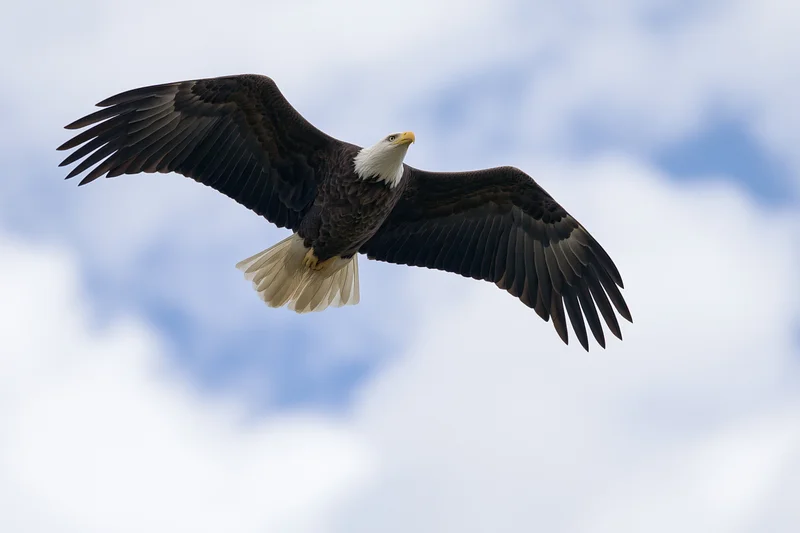 Bald eagle soaring in flight with wings fully extended against a cloudy sky