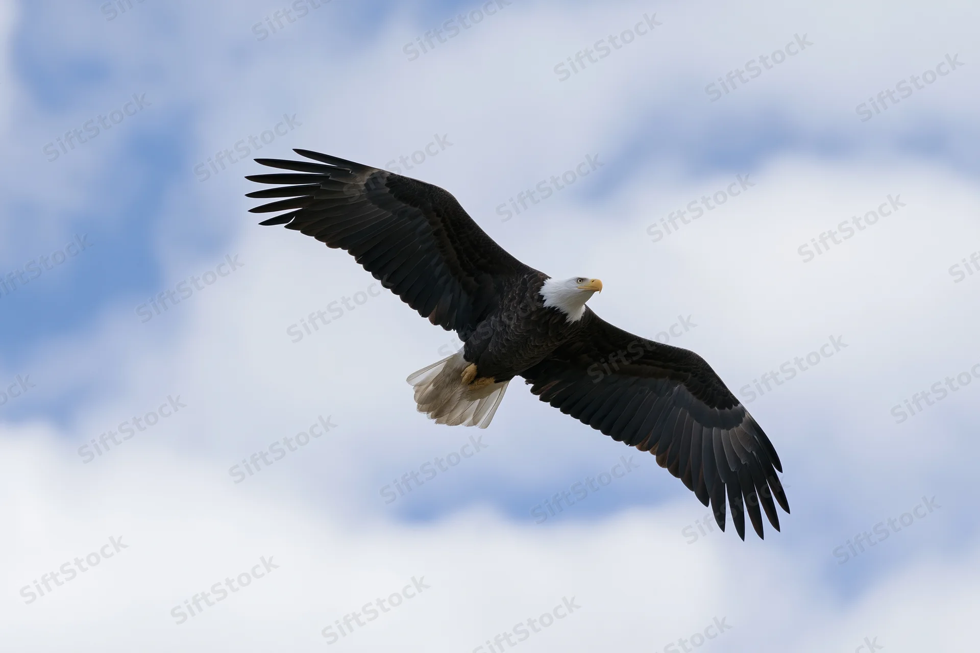 Bald eagle soaring in flight with wings fully extended against a cloudy sky