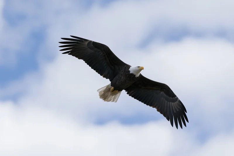 Bald eagle soaring in flight with wings fully extended against a cloudy sky
