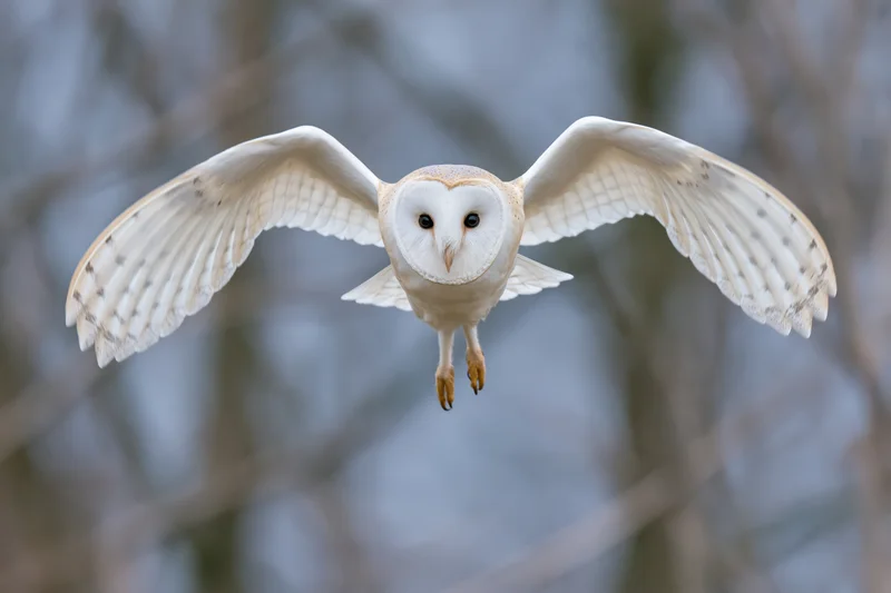 Barn owl in mid-flight approaching camera head-on with wings spread wide over blurred forest background