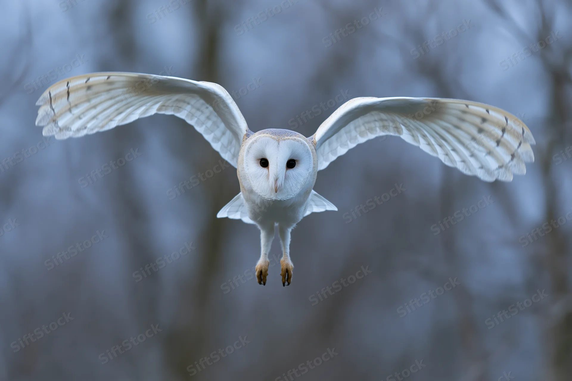 Barn owl in mid-flight approaching camera head-on with wings spread over blurred forest background