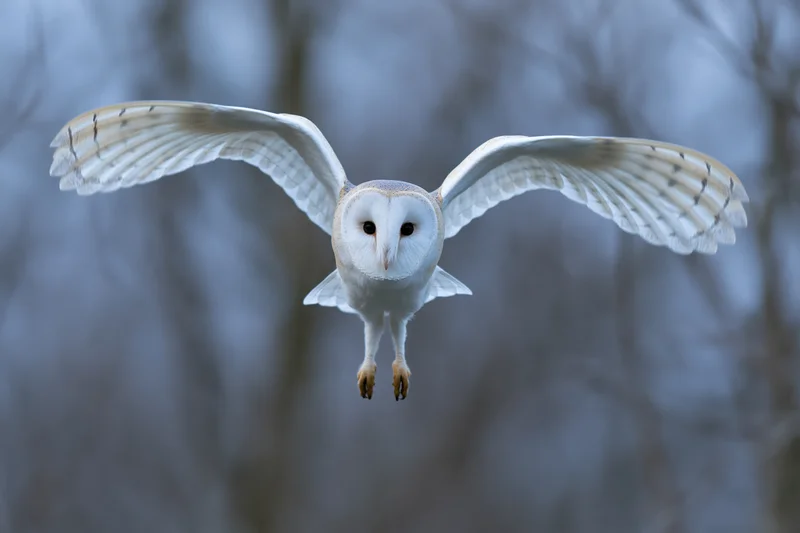 Barn owl in mid-flight approaching camera head-on with wings spread over blurred forest background