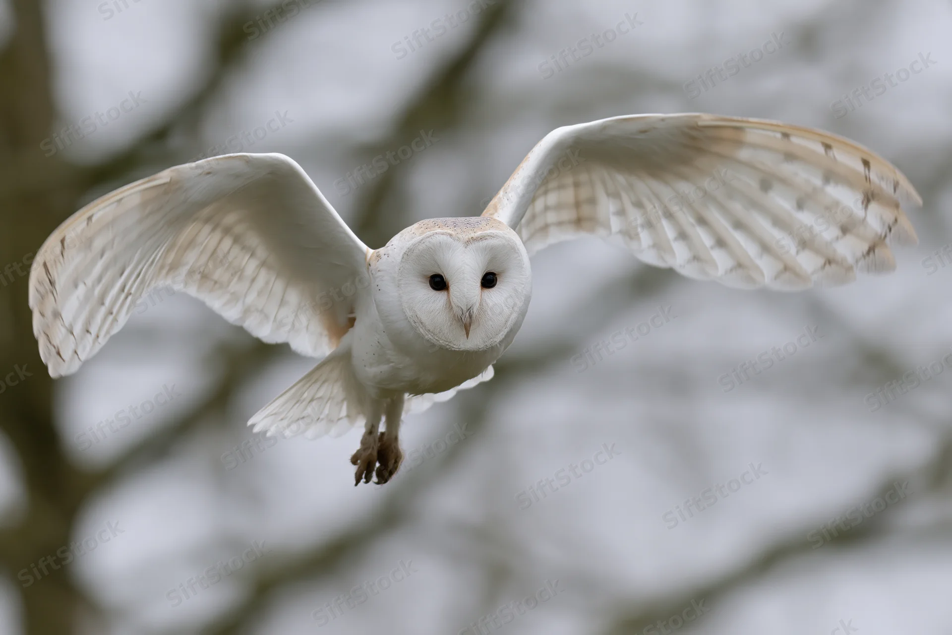 Barn owl in mid-flight facing camera with wings spread wide over blurred tree background