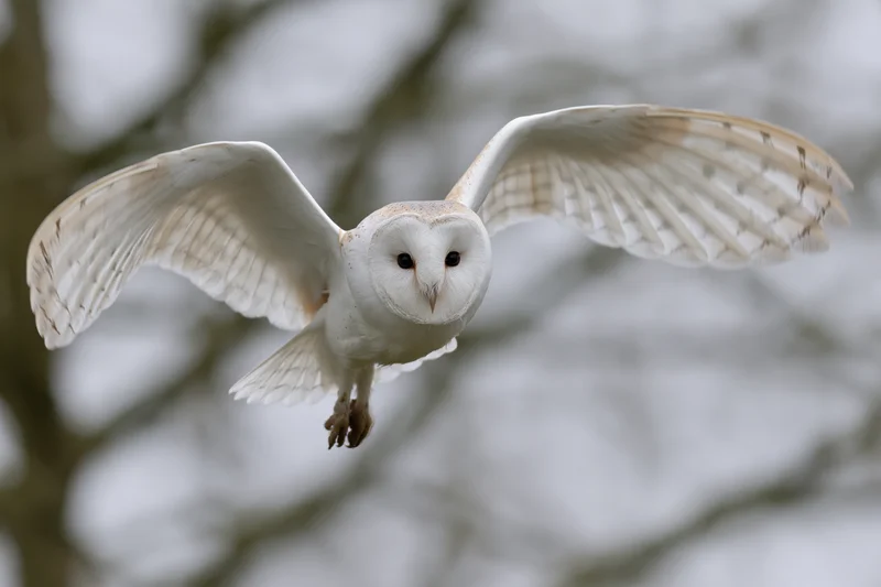 Barn owl in mid-flight facing camera with wings spread wide over blurred tree background