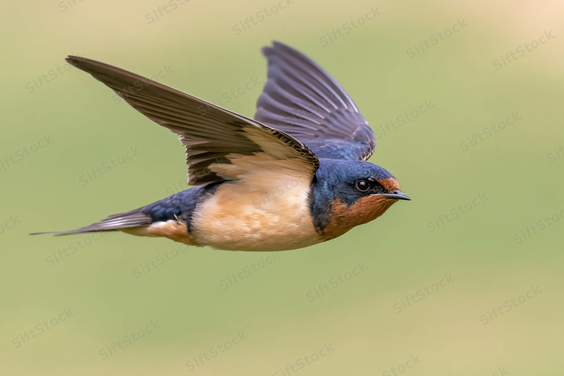 Barn swallow in mid-flight with wings fully spread upward against a green background