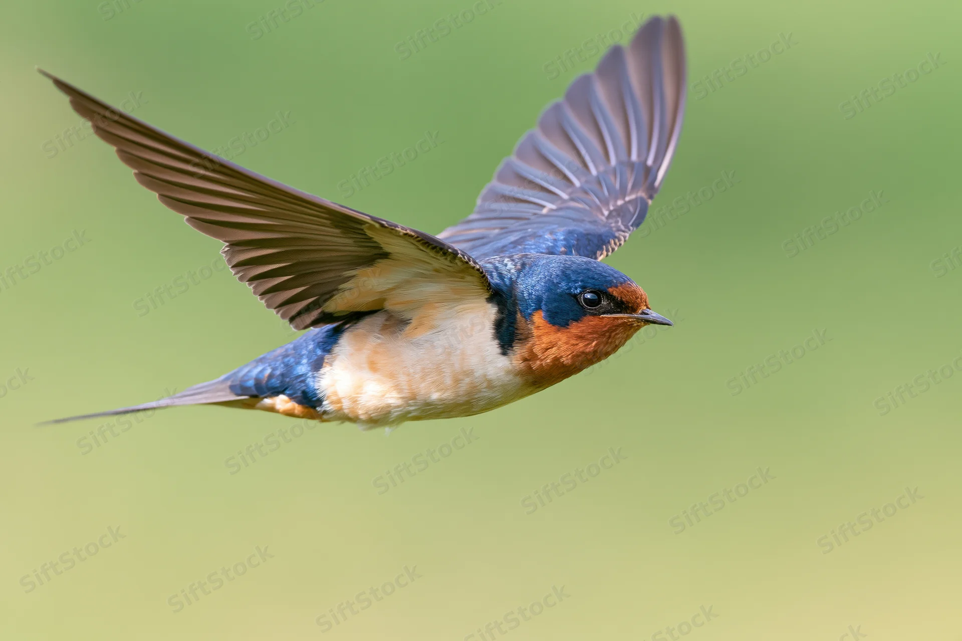 Barn swallow in mid-flight with wings fully spread upward against a green background