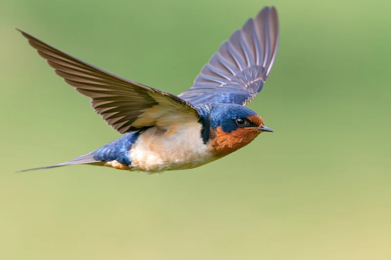 Barn swallow in mid-flight with wings fully spread upward against a green background