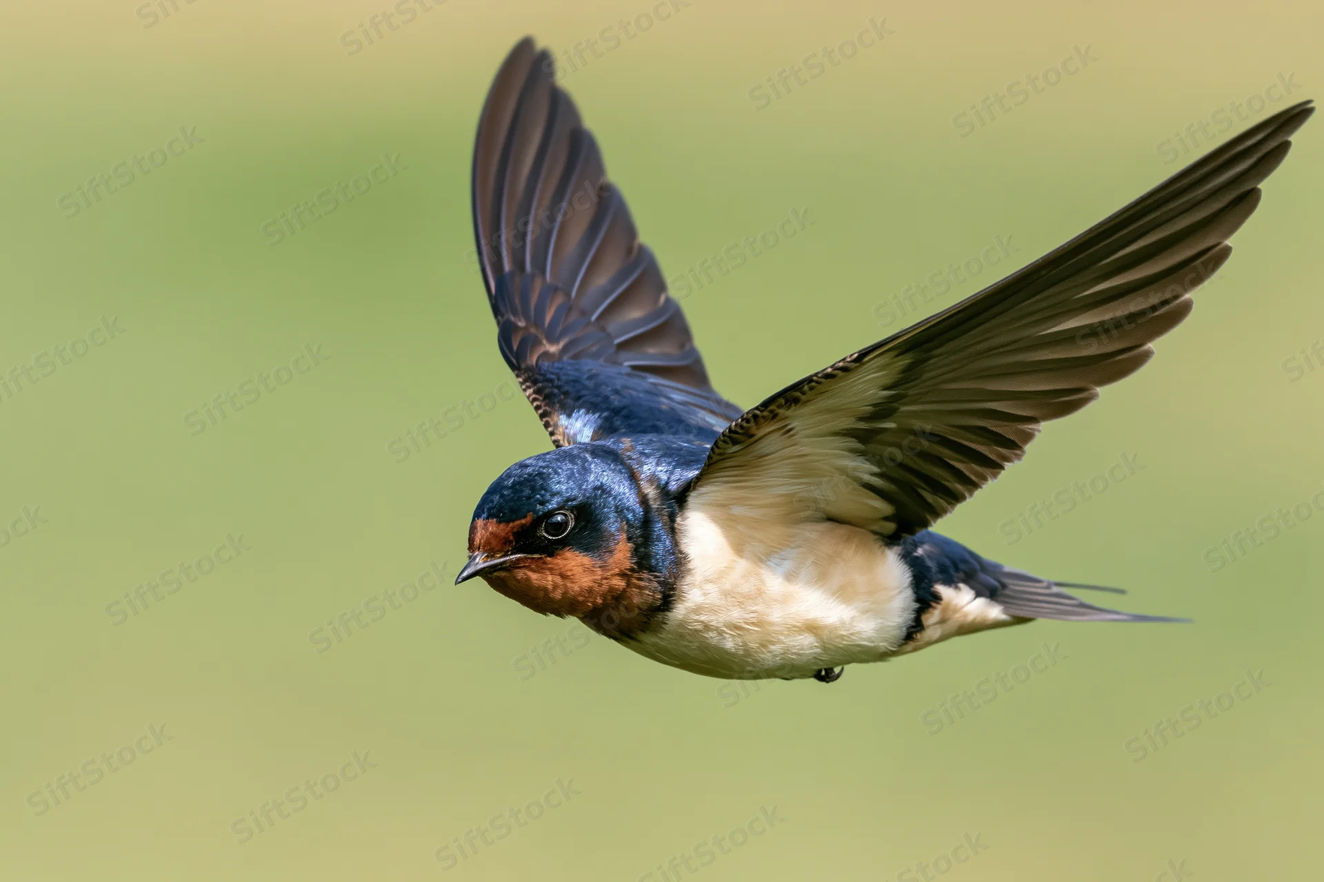 Barn swallow in mid-flight with wings fully spread against a soft green background