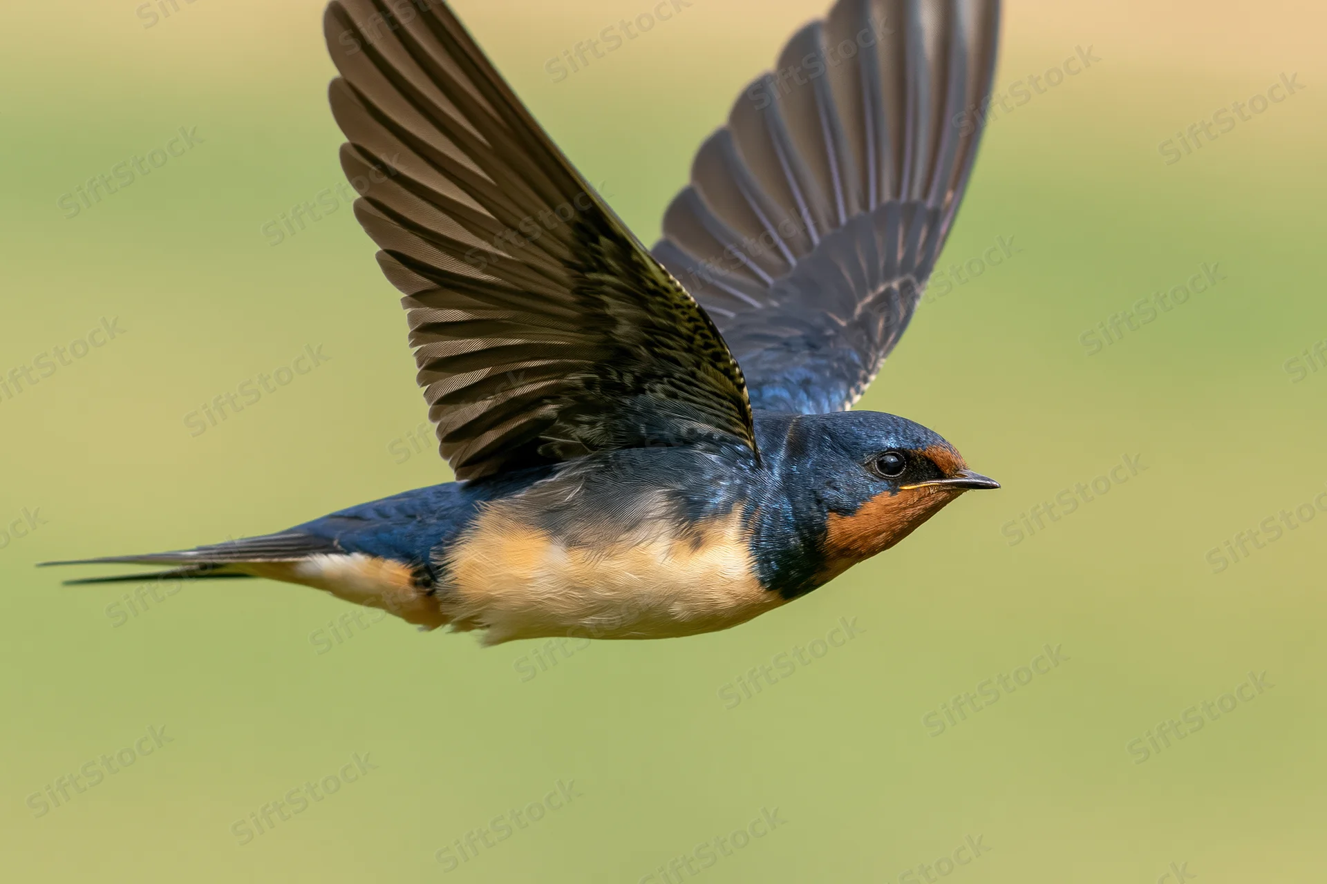 Barn swallow in mid-flight with wings fully spread against a blurred green background