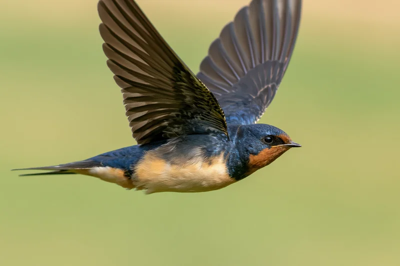 Barn swallow in mid-flight with wings fully spread against a blurred green background