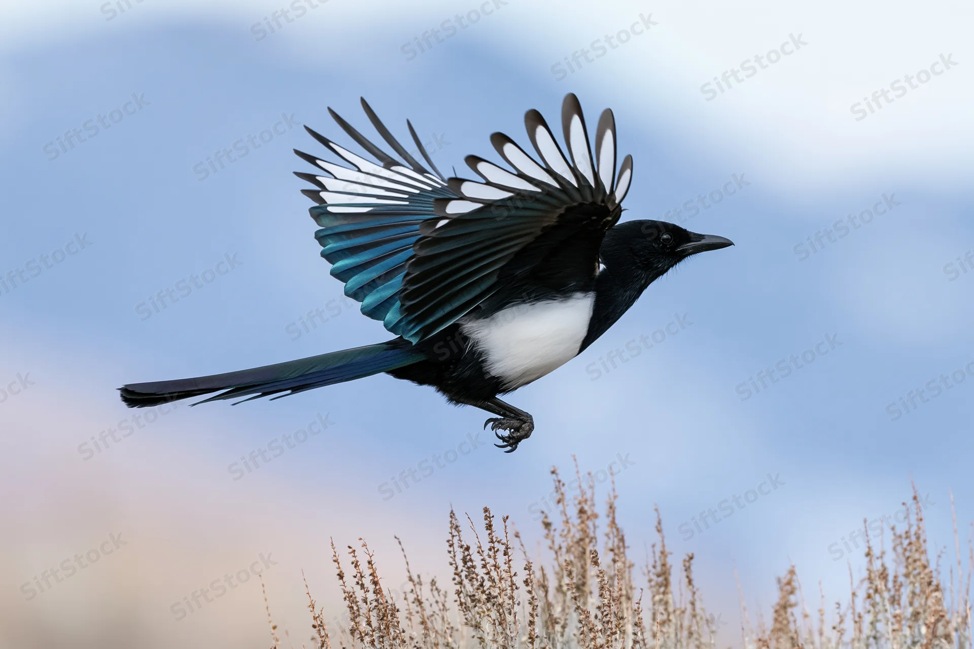 Black-billed magpie in mid-flight with wings fully spread above dry grass field