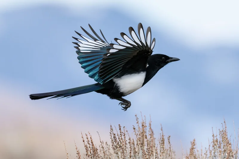 Black-billed magpie in mid-flight with wings fully spread above dry grass field