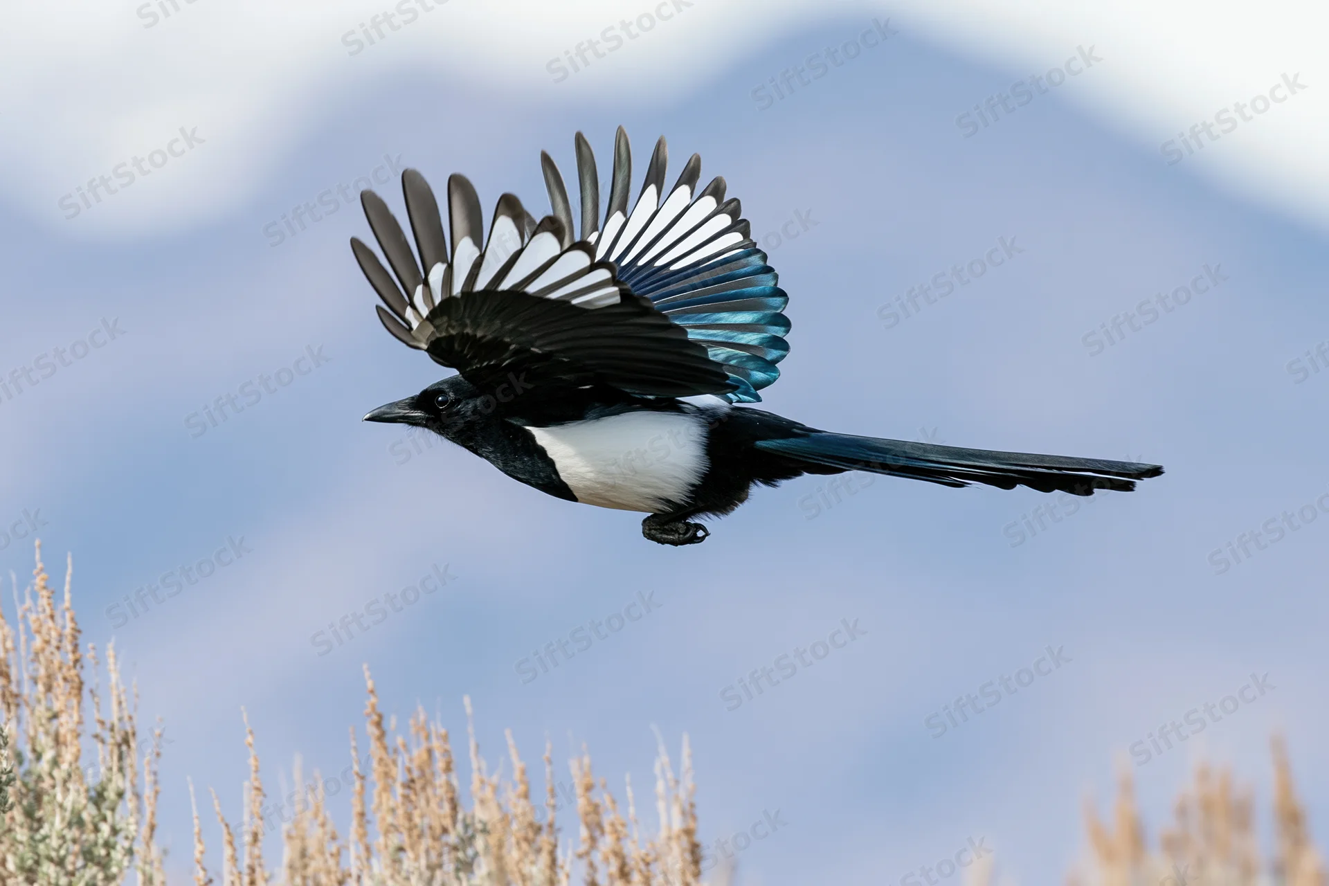 Black-billed magpie in mid-flight with wings fully spread launching from shrubbery against mountain backdrop