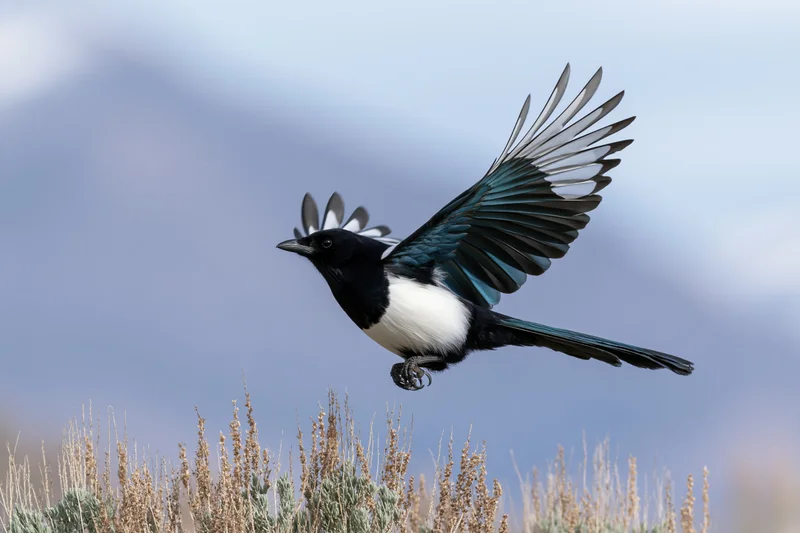 Black-billed magpie in mid-flight with wings fully spread launching from shrubbery against sky
