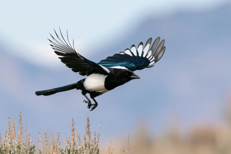 Black-billed magpie in mid-flight with wings fully spread above dry shrubland