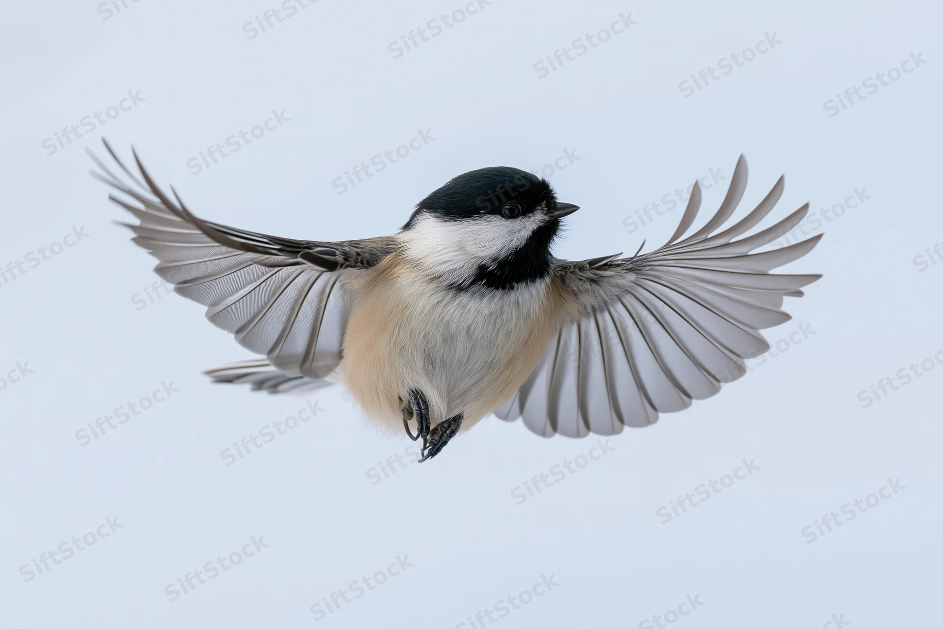 Black-capped chickadee in mid-flight with wings fully spread against a plain sky background