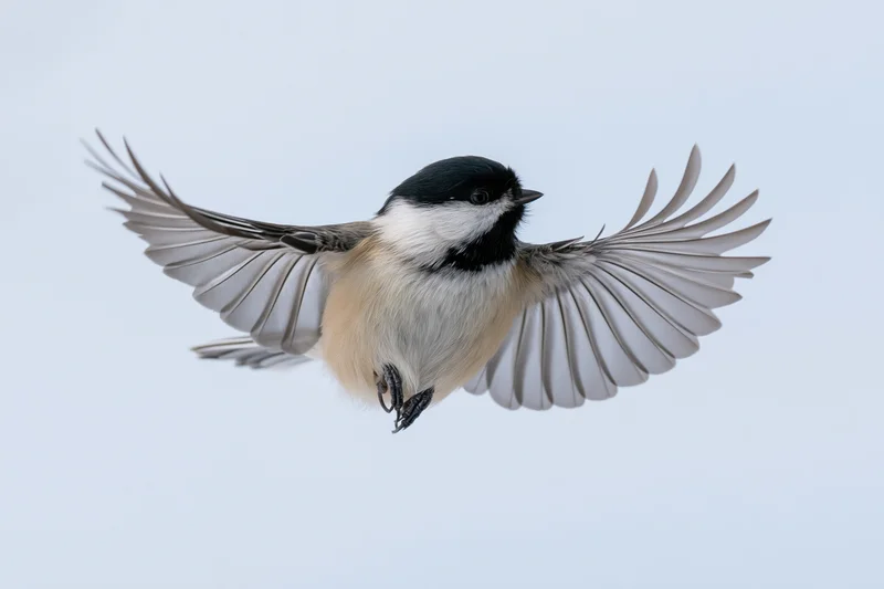 Black-capped chickadee in mid-flight with wings fully spread against a plain sky background