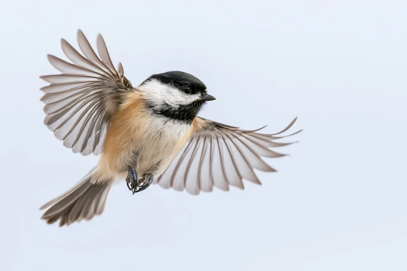 Black-capped chickadee in mid-flight with wings spread against a plain sky background