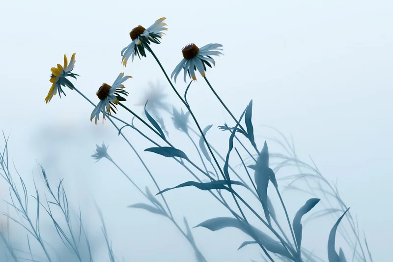 Blackeyed susan wildflowers blooming in a misty field with soft blue tones and blurred background