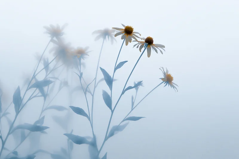 Blackeyed susan wildflowers blooming in misty field with soft focus background