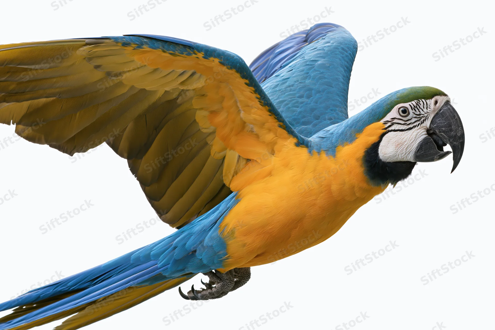 Blue-and-gold macaw in mid-flight with wings fully spread against white background