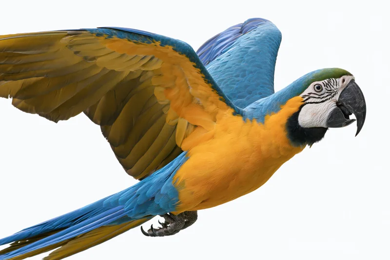 Blue-and-gold macaw in mid-flight with wings fully spread against white background