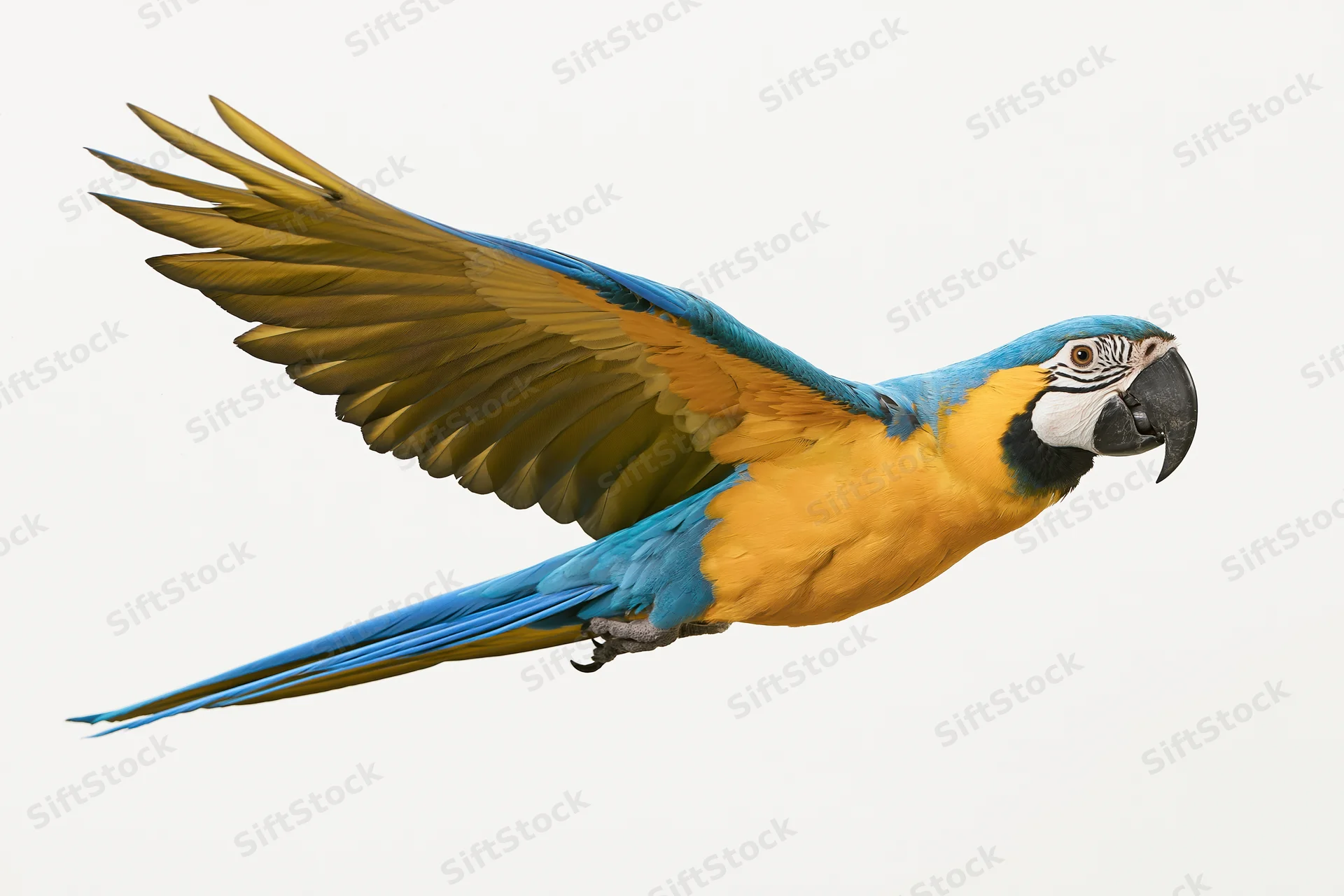 Blue-and-gold macaw in mid-flight with wings fully spread against white background