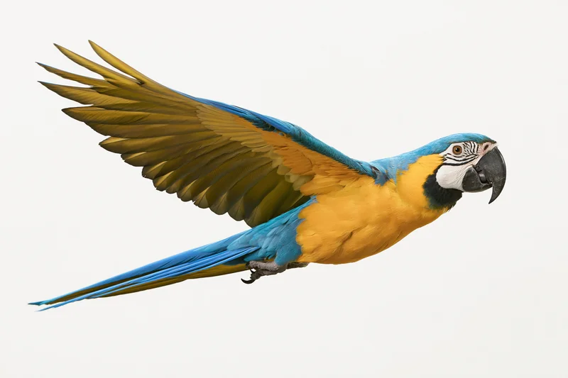 Blue-and-gold macaw in mid-flight with wings fully spread against white background