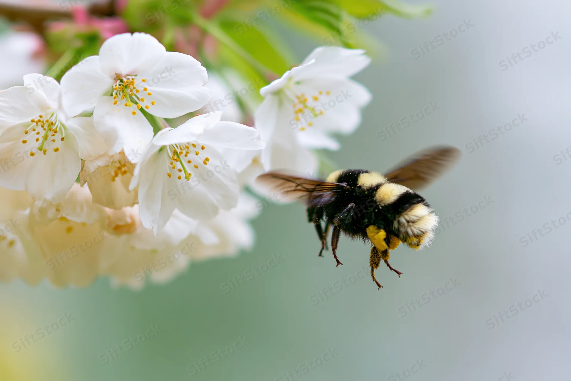 Bumblebee hovering near white cherry blossoms in spring garden